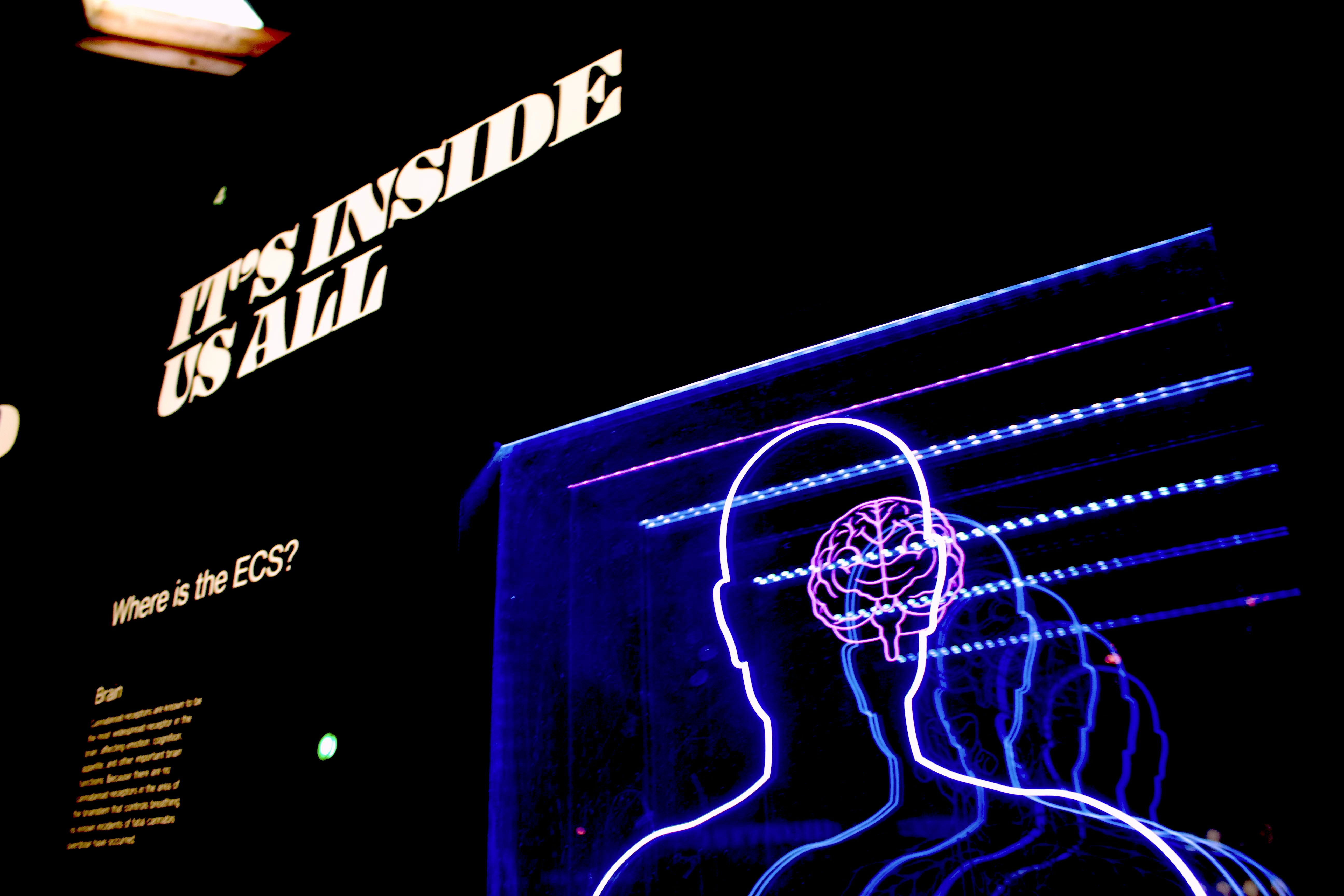 Signify.ink | The Neuroscience of First Digital Impressions